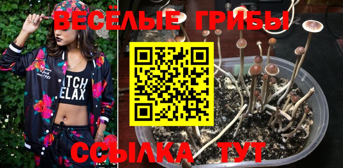 Краснокаменск  как найти   Вход с VPN  Псилоцибиновые грибы Psilocybine cubensis 